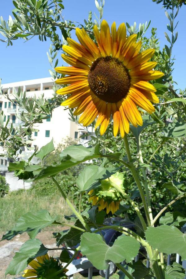 Sunflower Split Exterior foto